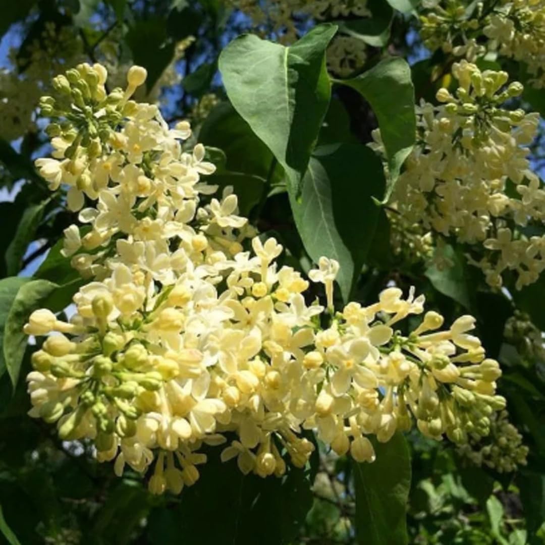 Live Yellow Lilac Plant Fragrant Syringa Flower Starter Plant, 6 to 8 Inch Tall Dormant Well Rooted