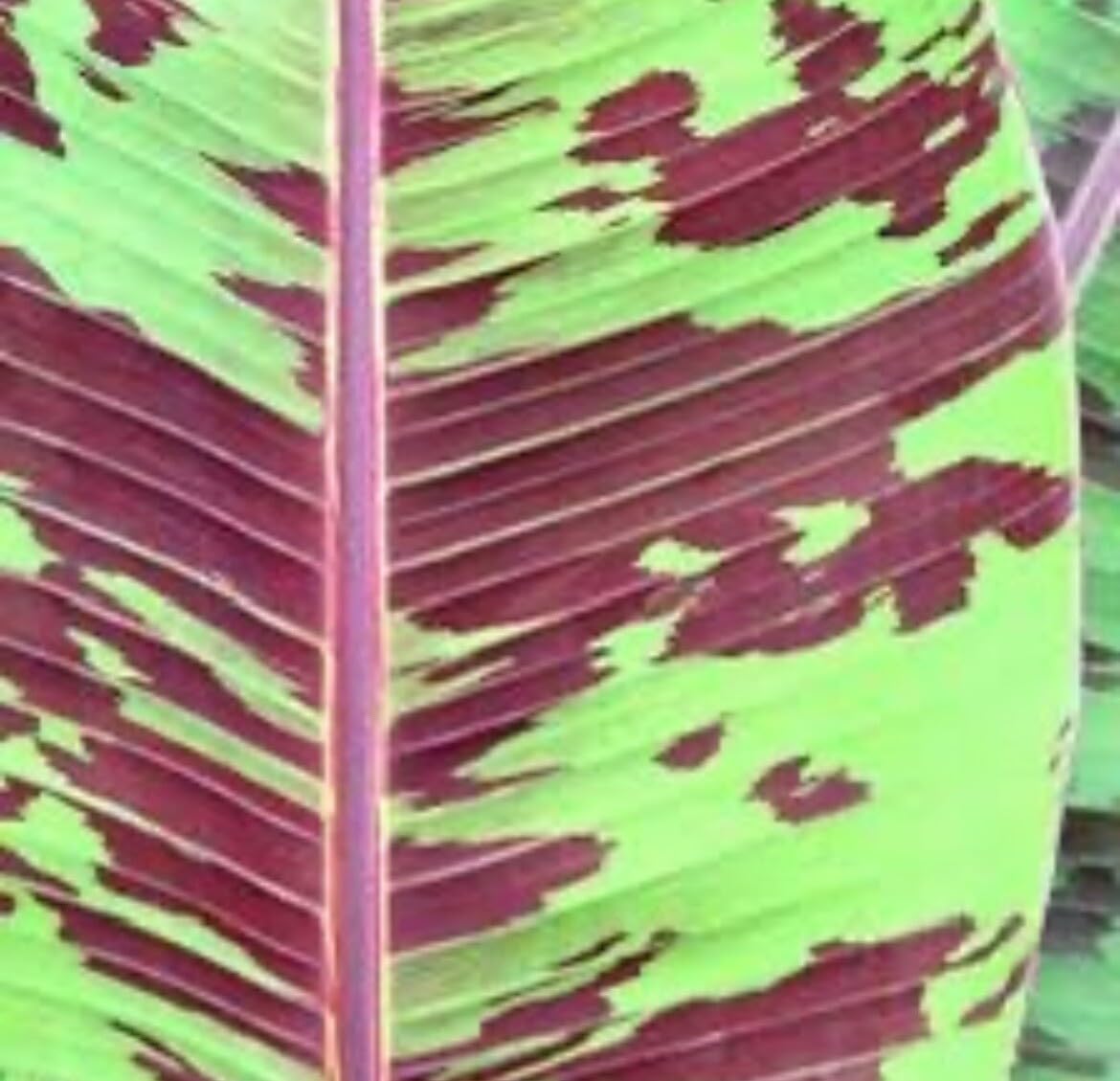 Live Plant - Dwarf Red Bananas 2- Edible Red Banana - Sumatrana X Cross