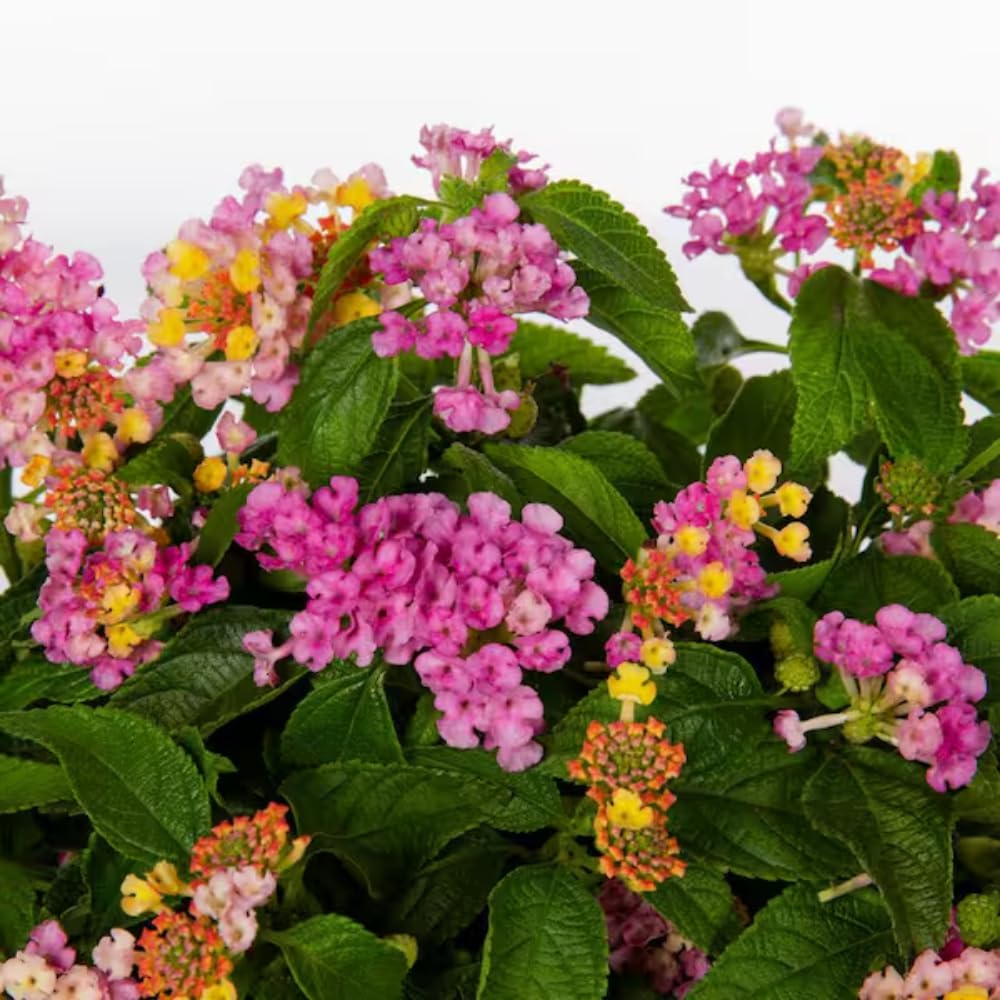 Set of 2 Lantana Plants Live, Trailing Lantana Plant, 4 to 6 Inch Tall for Planting Outdoors (Rose)