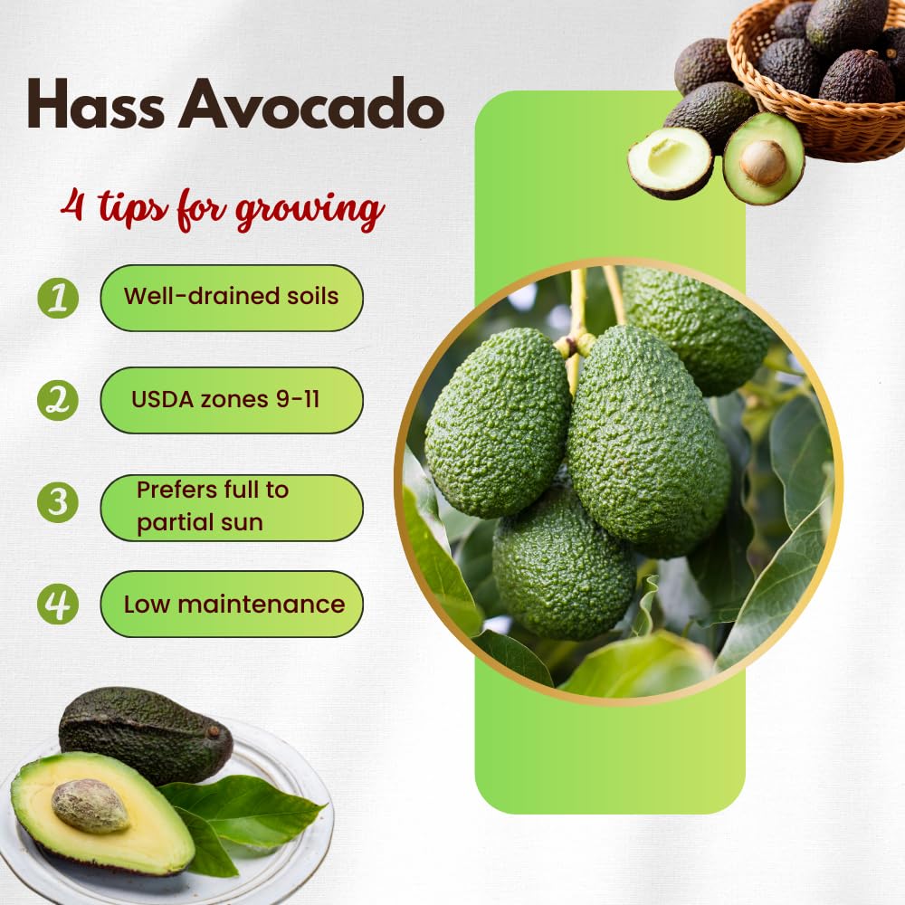 HASS Avocado Tree, Avocado Trees Live Plants in 3 Gallon Pot, Fruit Bearing Plant for Outdoor Garden, 1-2 Feet Tall, No CA