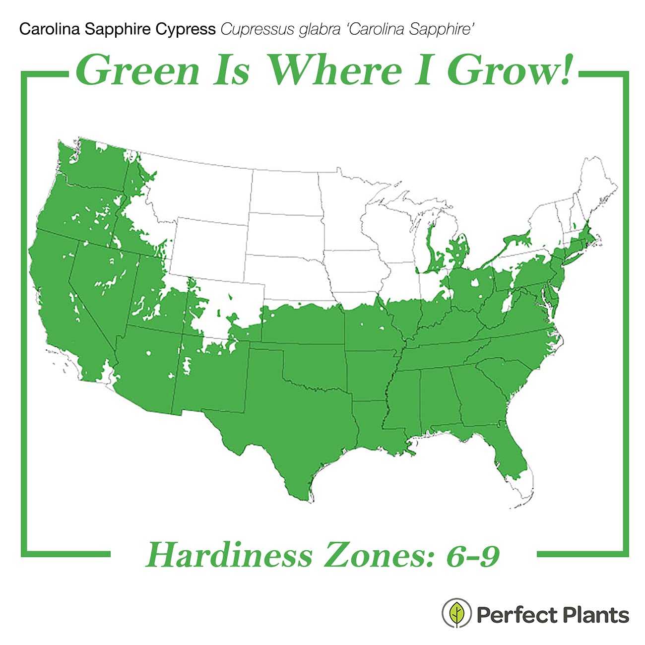 Perfect Plants Carolina Sapphire Cypress 3 Gal. | Privacy Tree, Silvery Blue Green Needle-Like Foliage| Evergreen Wind Barrier