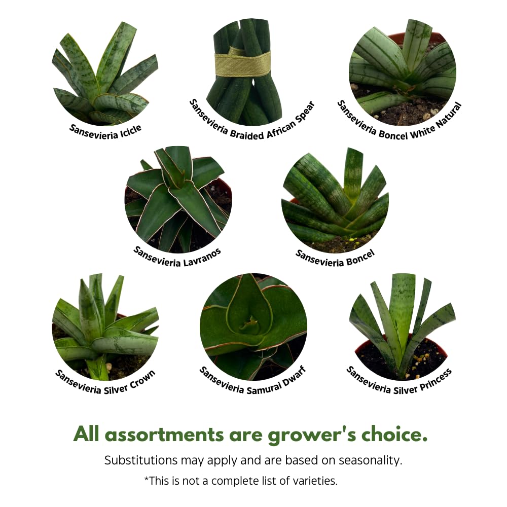 BubbleBlooms Sansevieria Assortment 4 inch Pots Set of 3 Rare Hardy Snake Plants