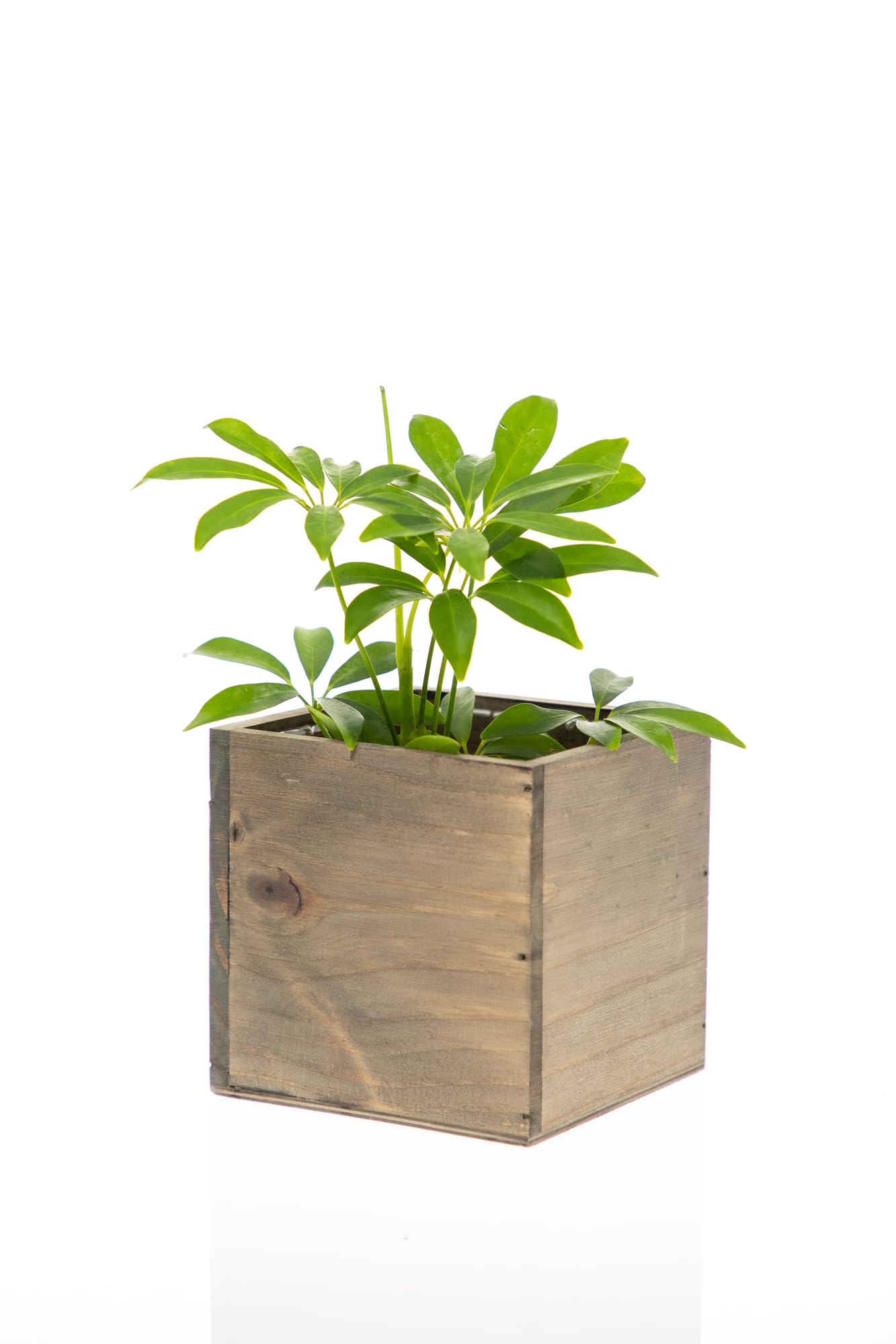 Wooden Planter Box, Rustic Barn Wood with Plastic Liner l Garden Decor l Restaurant and Wedding Decorations l Wedding Bouquets, Table Centerpiece (5x5 Set of 4, Natural)