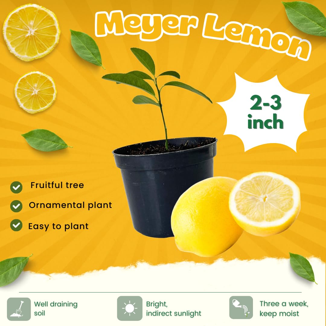 4 Months Old Meyer Lemon Tree Live Plant Seedling Potted, Starter Plant 2 to 3 Inch Tall, Tropical Fruit Outdoor Plant Zones 5-9, Yellow Lemon Lime, Very Hardy, Fragrant Citrus
