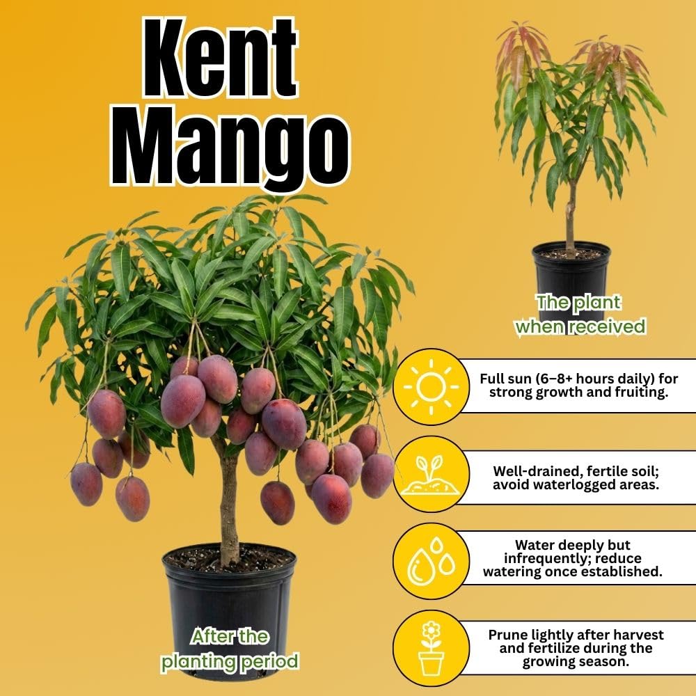 Tommy Atkins Mango Tree 2-3 Gal Pot, Grafted Mango Plant for Backyard Garden Patio, Live Tropical Fruit Tree