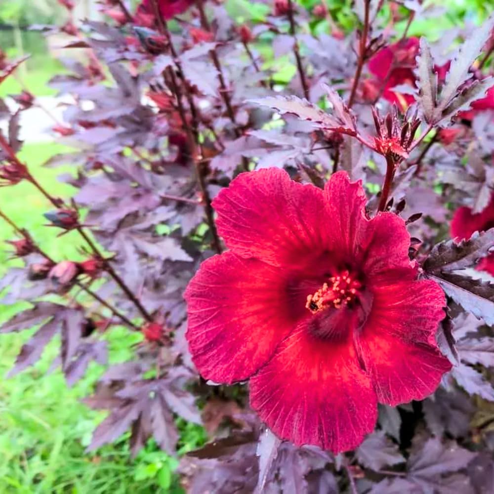 4 Cranberry Hibiscus Live Plants, 4-6” Tall, Tropical Hibiscus Flowers, Cranberry Plants Live