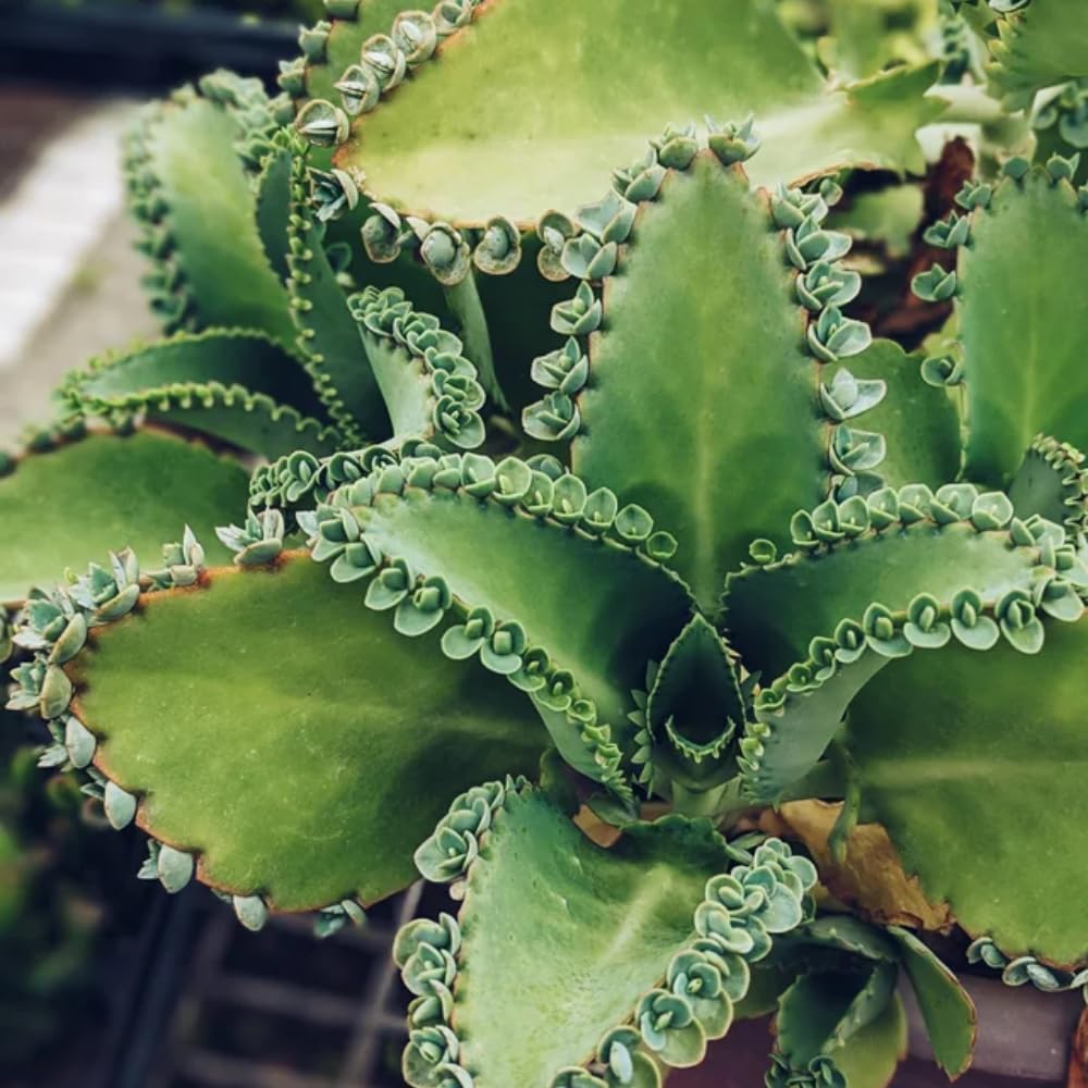 Mother of Thousands Kalanchoe Plant Live 4'' Pot, Hardy Succulent Indoor Houseplant for Growing