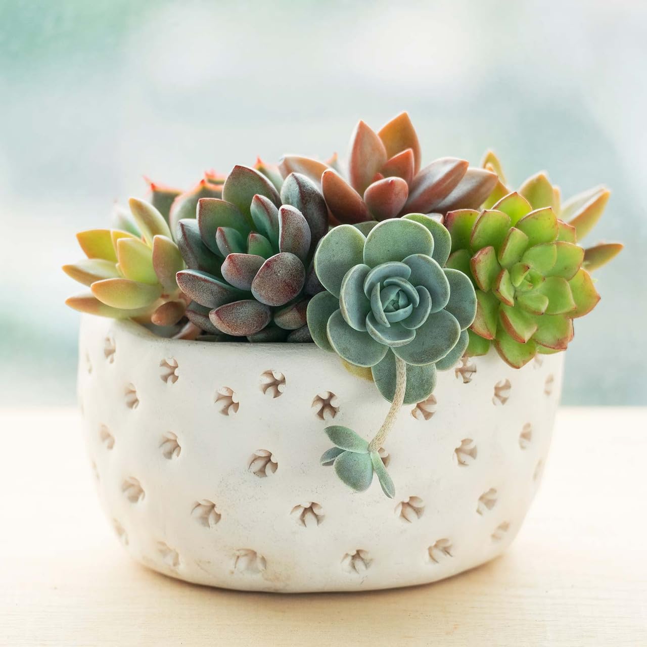 Mountain Crest Gardens Echeveria Succulent Bulk Pack - 25 Live Rosette Plants, 5 Each of 5 Varieties, Rooted in 2 Inch Pots - Succulents for Arrangements, Decor & DIY Projects