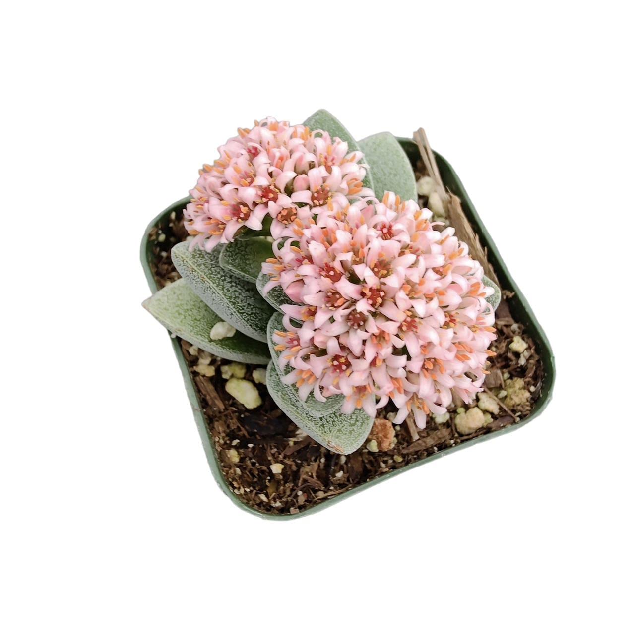 USKC Live Cactus and Succulent Plants (2" Pot Crassula Morgan's Beauty)