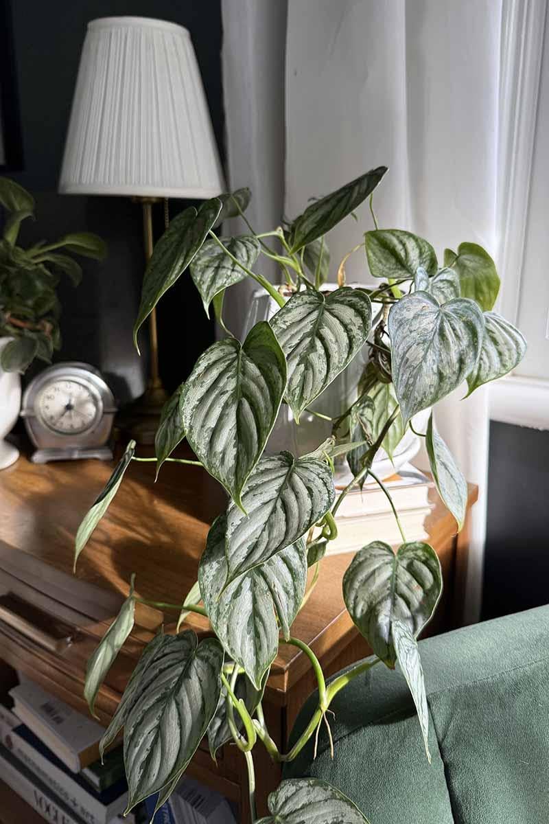 RedCrocus - RedCrocus Brandi' Philodendron Indoor Plant - Glossy, Broad Green Foliage, Pet Toxic, Easy Care, Container & Indoor Friendly, Shaded Gardens 6" Pot
