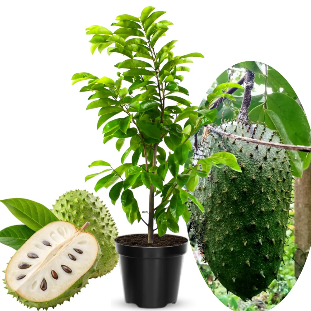 Live Soursop Tree Live Plant, Guanabana Plant 5-7 Inch, Tropical Fruit Tree No Pot, Very Well-Rooted