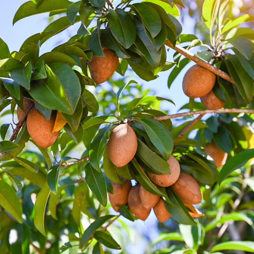 Sapodilla Tree Live Plant, Sapodilla Fruit Plant, Well Rooted, 3 Gallon Pot, 2-3 Feet Tall, Tropical Fruit Tree for Outdoor Garden, No Ship to CA