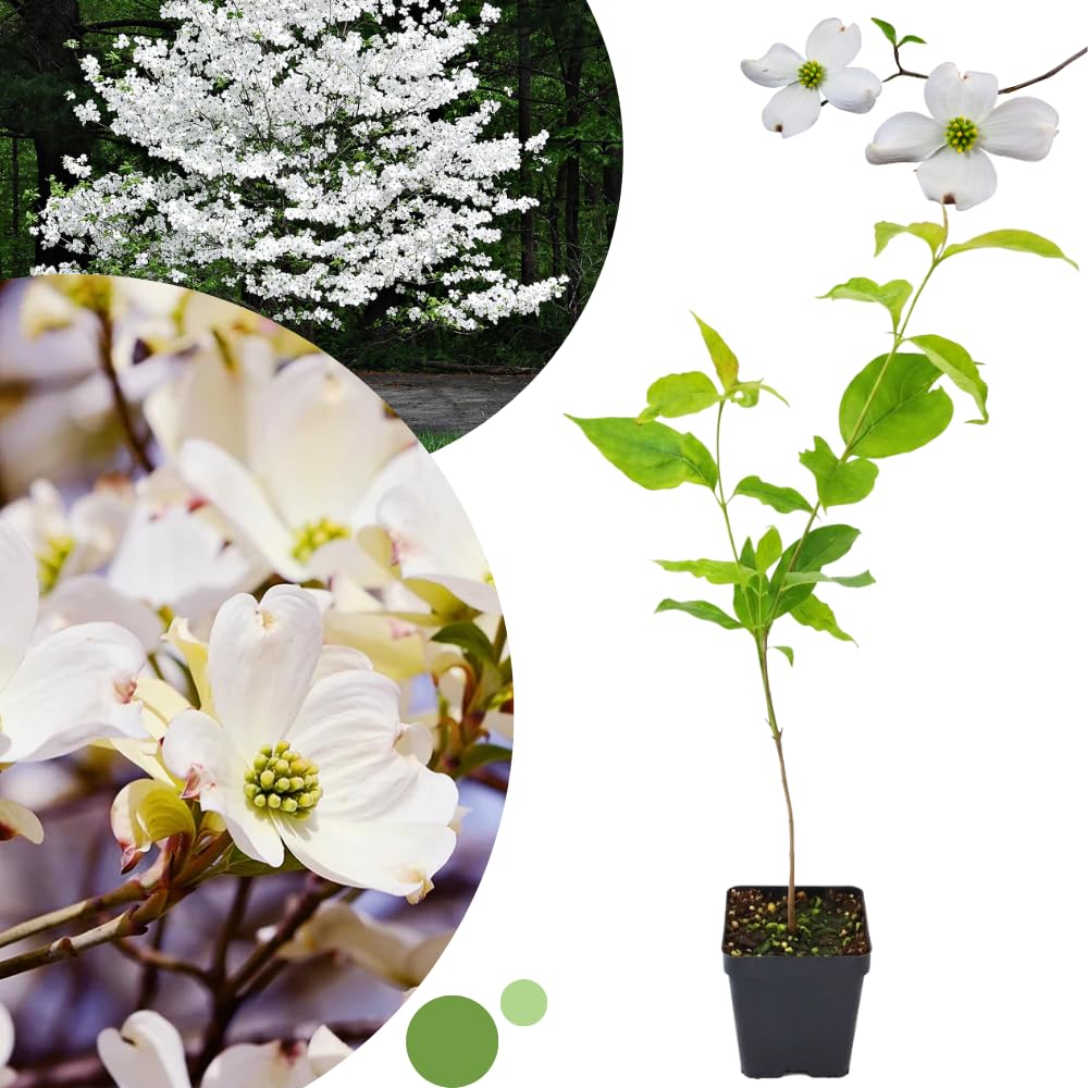 White Dogwood Tree Live Plant, 8-14 Inc Height, in Quart Pot, Flowering Ornamental Tree for Planting Home Garden
