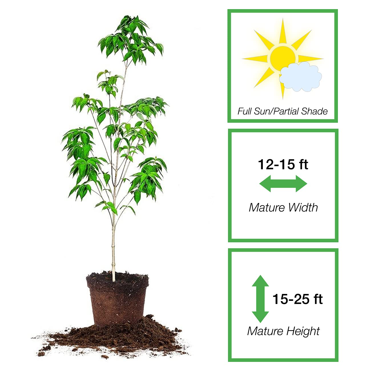 PERFECT PLANTS White Flowering Dogwood Tree 4-5ft. Tall Low Maintenance Ornamental Plant Vibrant White Blooms