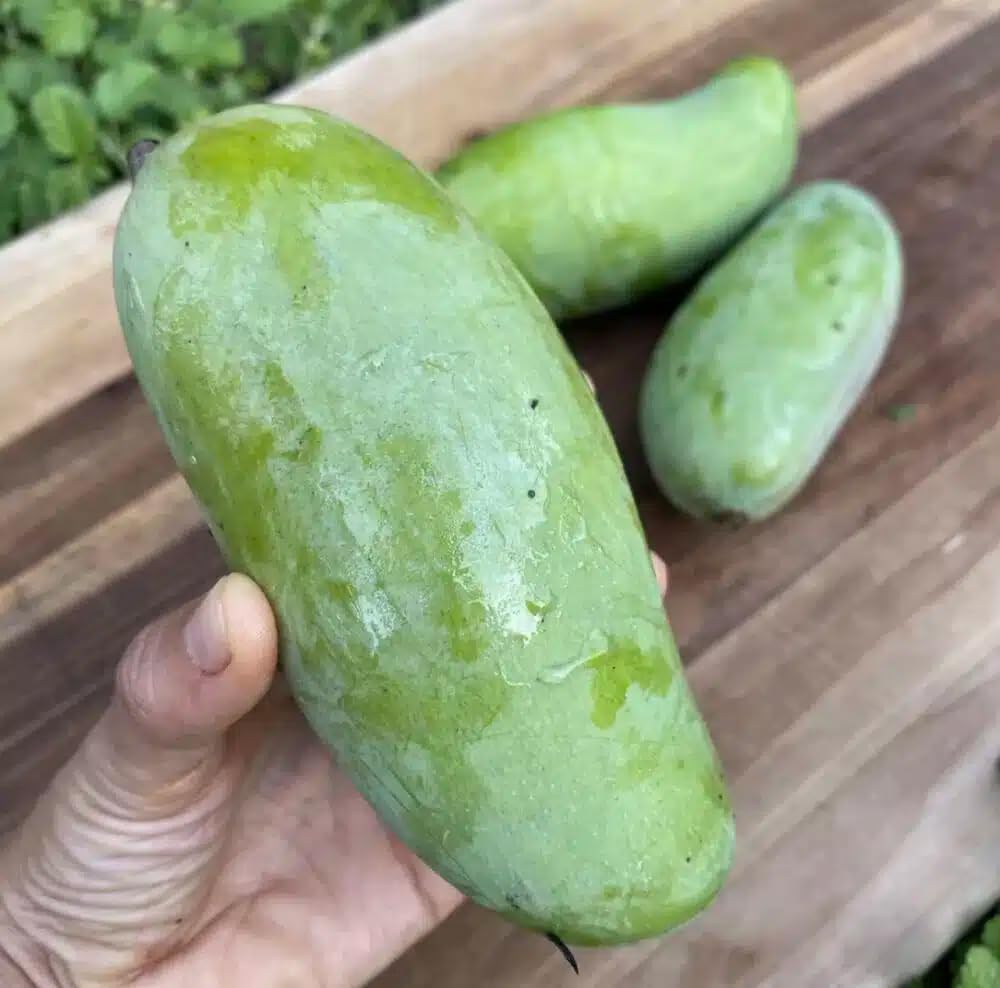 Live Plant - Mango Mahachanok (mangifera) Tropical Fruit Tree 12″-24″