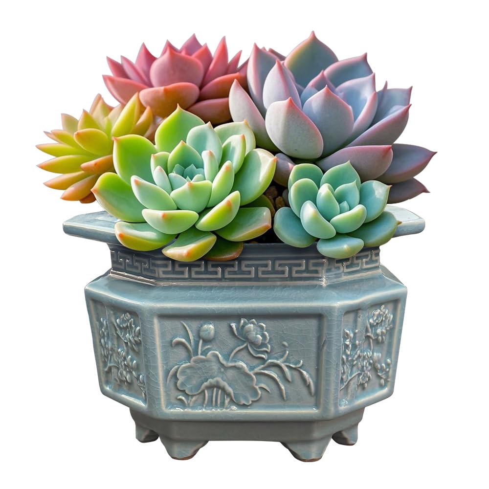 HUOMUSIR 8-Inch Large Octagon Bonsai Pot Light Blue Water Glaze Bonsai Tree Ceramic Flower Pot Handmade