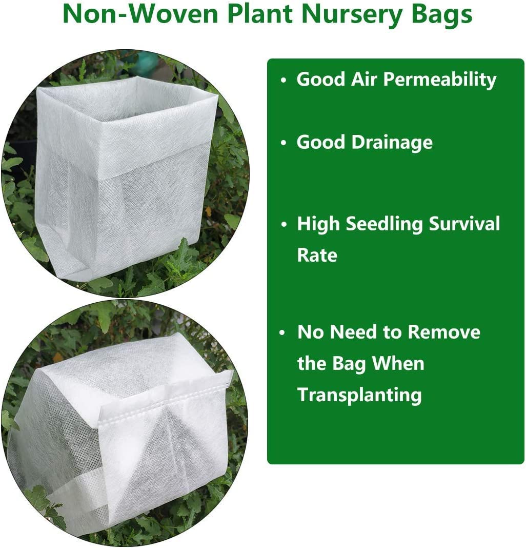 Joseph's Coat Climbing Rose - Live Plant - (1 QT)