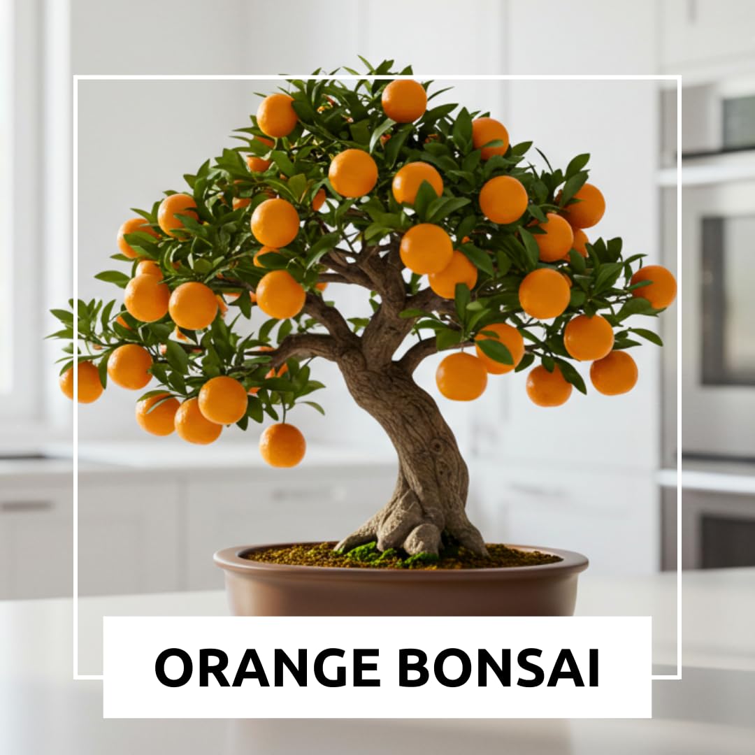 Dwarf Orange Seeds for Planting – 10 Hardy Orange Seeds – Grow Compact, Fruit-Bearing Trees or Bonsai