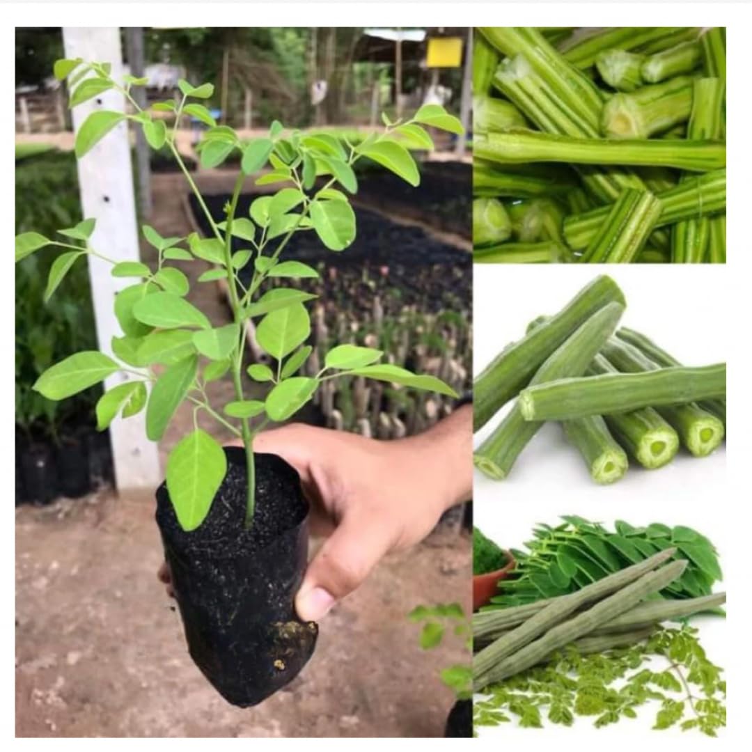 2 Moringa Plants Live Trees for Growing, Malunggay Plants, 5-9" Drumstick Horseradish Tree, Moringa Oleifera Plant Live, No Pot, Well Rooted