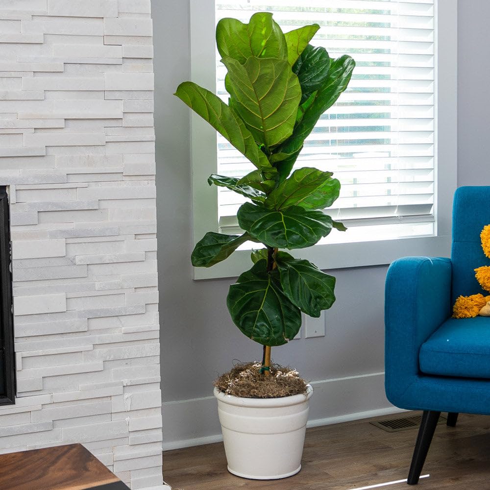 Brighter Blooms - Fiddle-Leaf Fig Tree, 3-4 ft. - No Shipping to AK, AZ, HI, OR