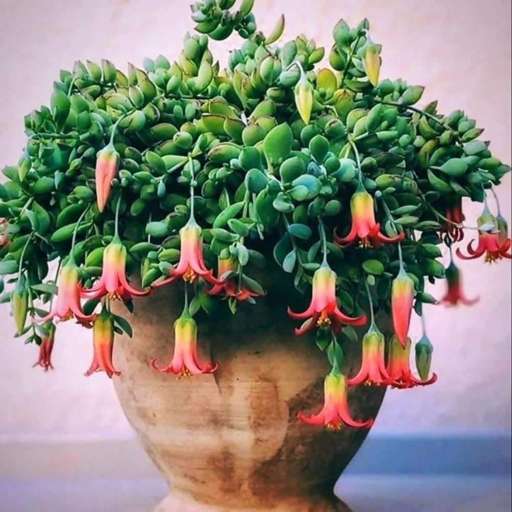 Cotyledon Pendens Succulent Plant, Trailing Succulent Houseplant Well Rooted 2'' Pot, Easy Care Indoor Plant