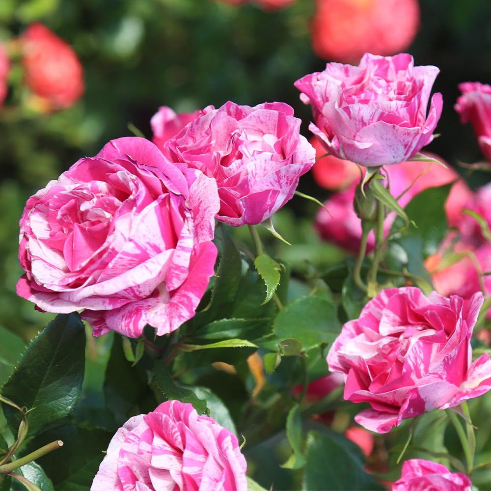 Heirloom Roses Grandiflora Rose Plant - Parade Day™ Fragrant Roses Live Plant