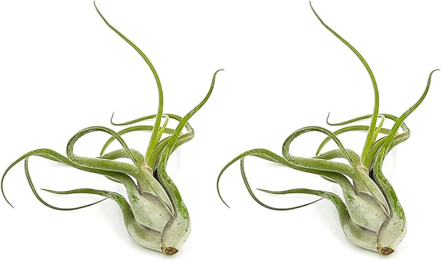 ragnaroc Air Plants - Flowering Tillandsia Caput Medusae, Large 5-7" - 2ct - Live Arrival Guaranteed - House Plants for Home Decor & Gift