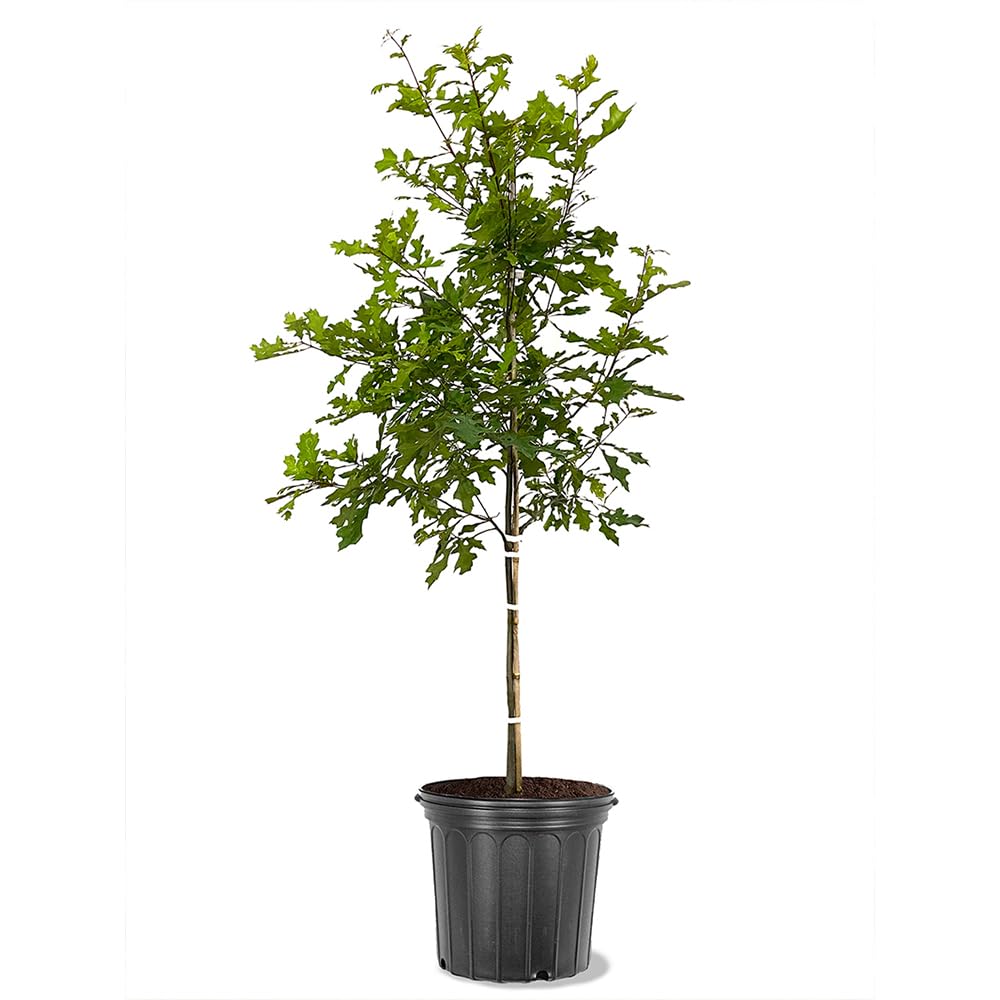 Nuttall Oak Tree, Adaptable, Deciduous, Shade Tree, Acorn Producing, 5 gal, Nursery Pot