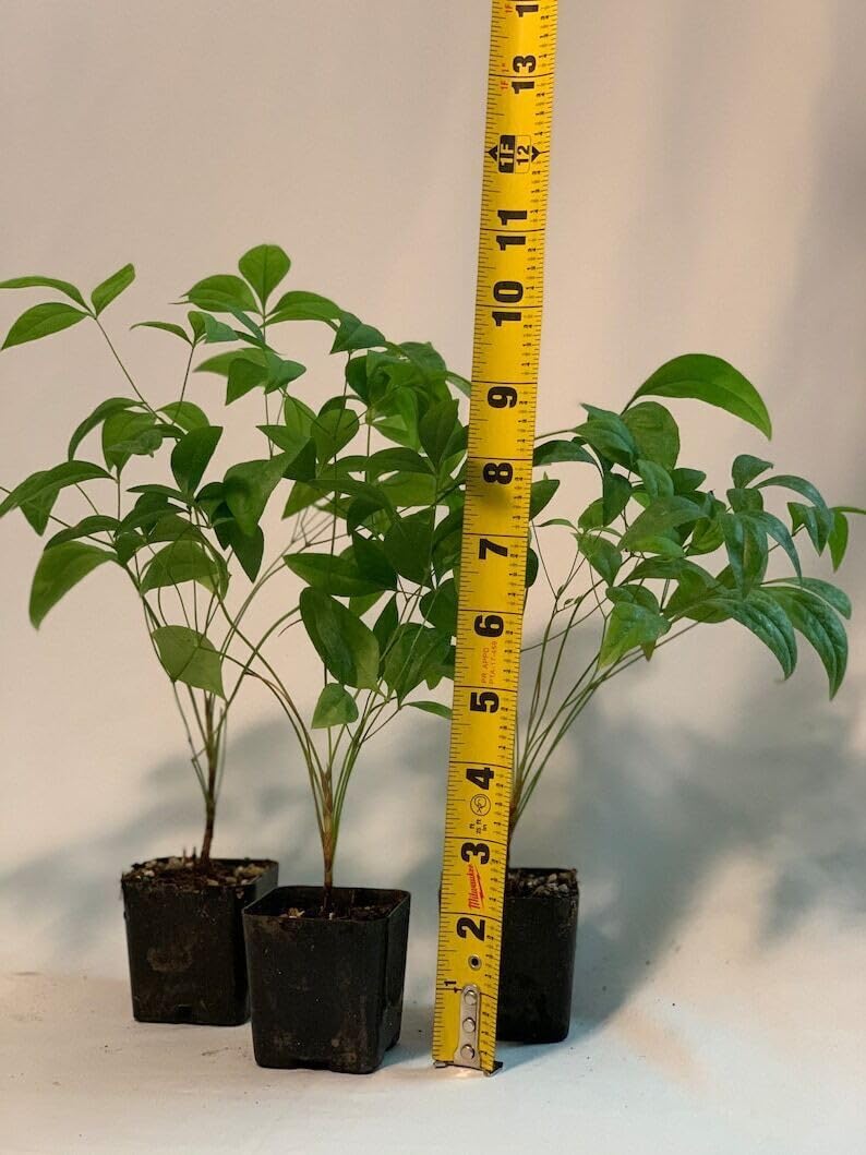 Live Plant - 2 Dwarf Nandina Firepower Shrubs, Heavenly Bamboo, 4-8" Tall Live Plants, 2" Pot