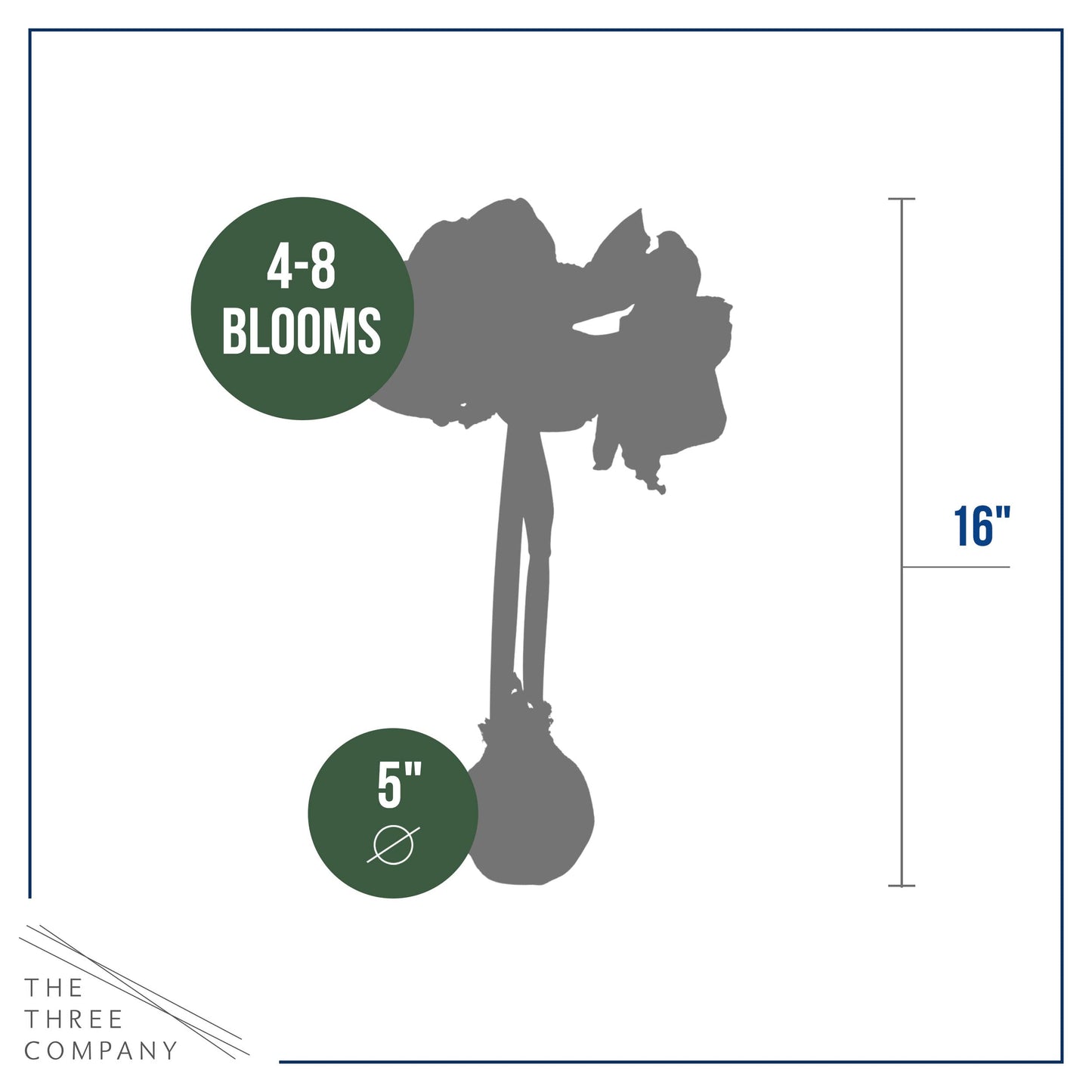 Snow Flecked Waxed Amaryllis Bulb 2-Pack – Gold Wax with Red Blooms – Live Holiday Gift Plant, Easy Care, No Watering Needed