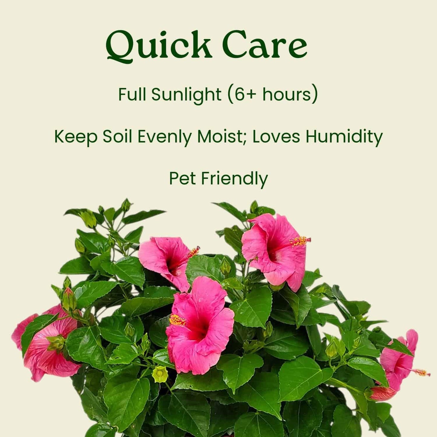 Pink Hibiscus Plant Bush - Yoder Dwarf Pink Cayman Wind - Live Flower Bush - Overall Height 22" to 26" - Tropical Plants of Florida (Plant Only)