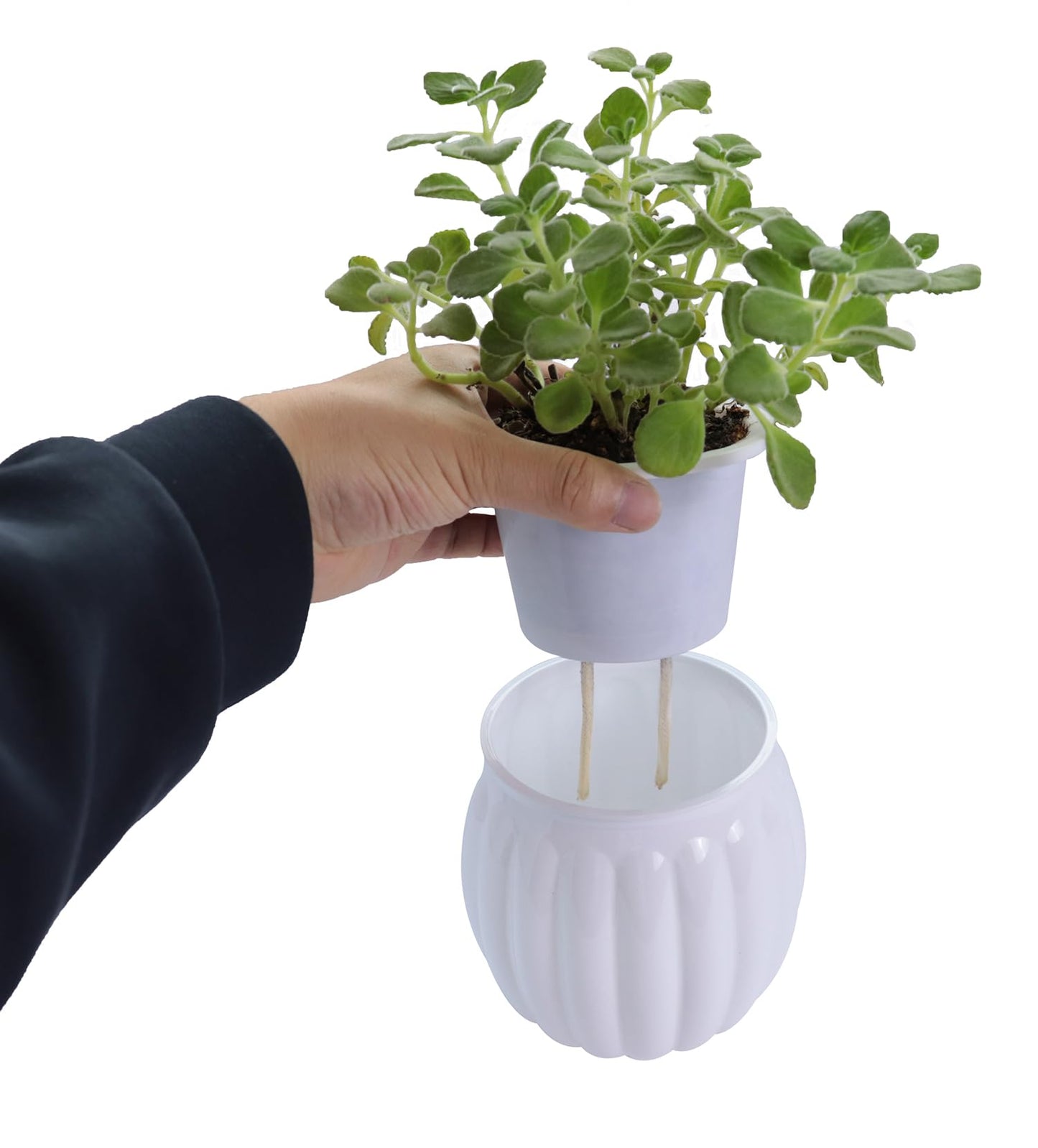 Cornasee 4" Pumpkin Planter Self Watering Pot, 4-Pack Small Plastic Planters for Indoor Plants,Flowers,Succulent,African Violets (White, 4")