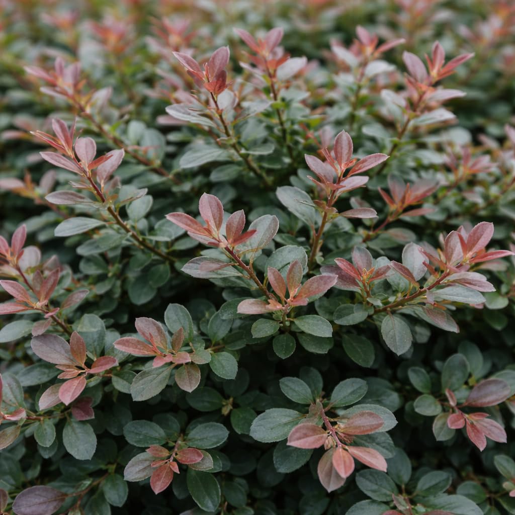 Cinnamon Girl® Distylium 3-Gallon