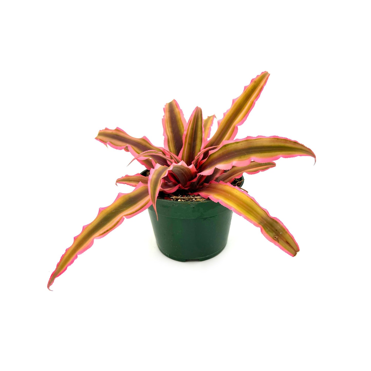 ragnaroc Live Plants – Cryptanthus ‘Pink Star‘, Jumbo 4-8" in 4" Pot - 1ct - Live Arrival Guaranteed - House Plants for Home Decor & Gift