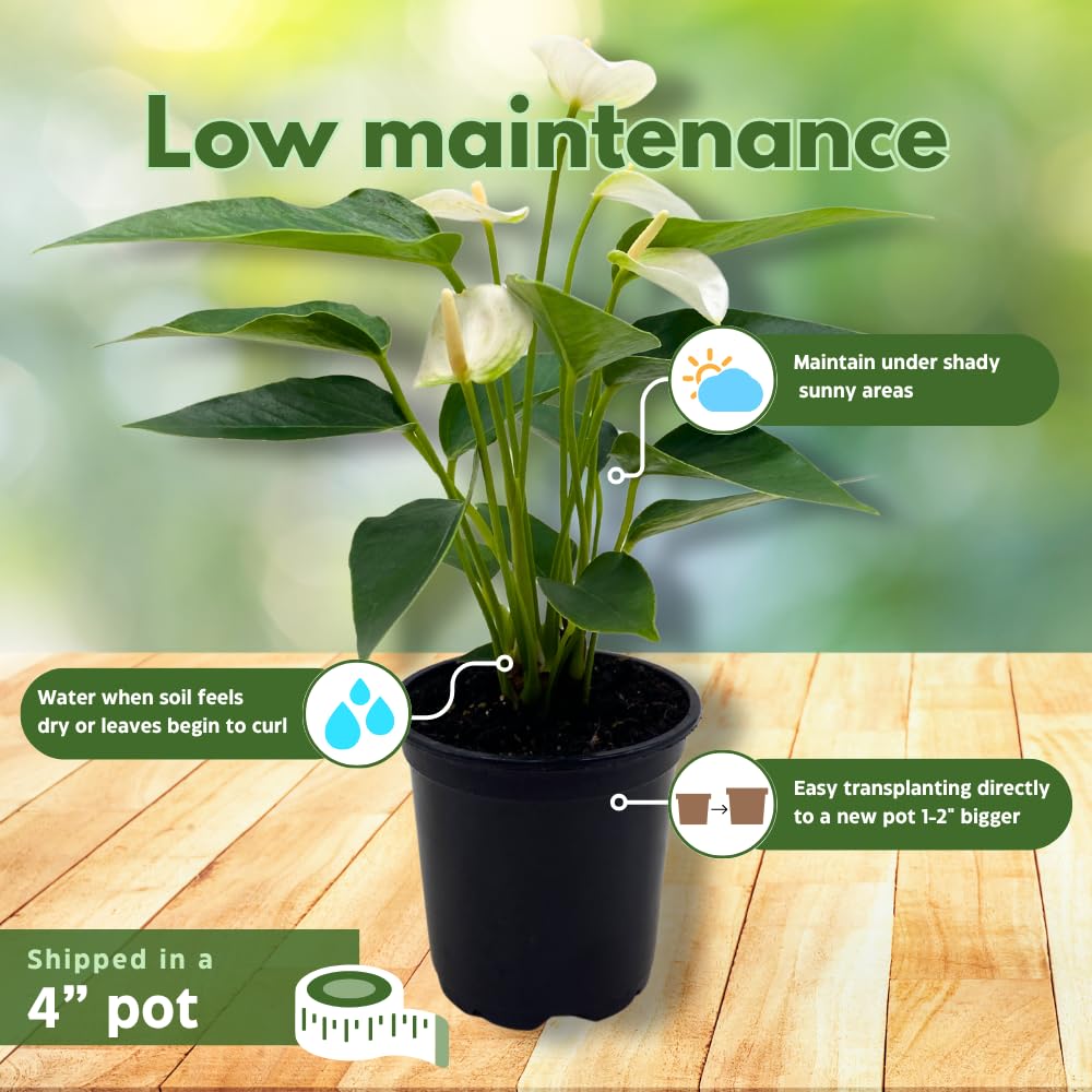 BubbleBlooms Anthurium White Flowering in a 4 inch Pot