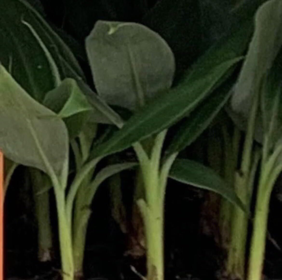 Live Plant - Grand Nain Banana Plant - Banana Tree - 4-6" Without Pot