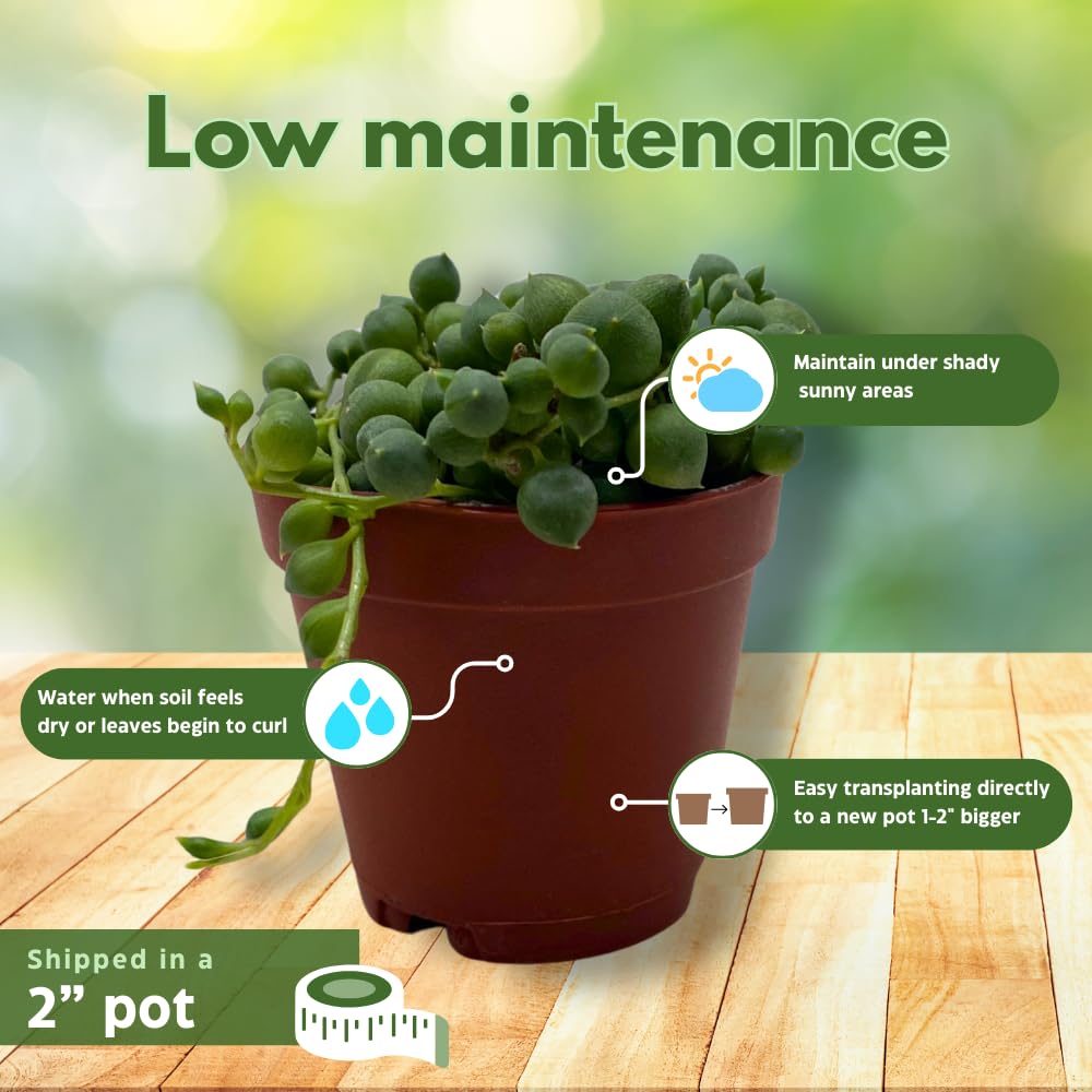 BubbleBlooms String of Pearls, Beads, peas Senecio rowleyanus Curio Rosary Plant in 2 inch Pot