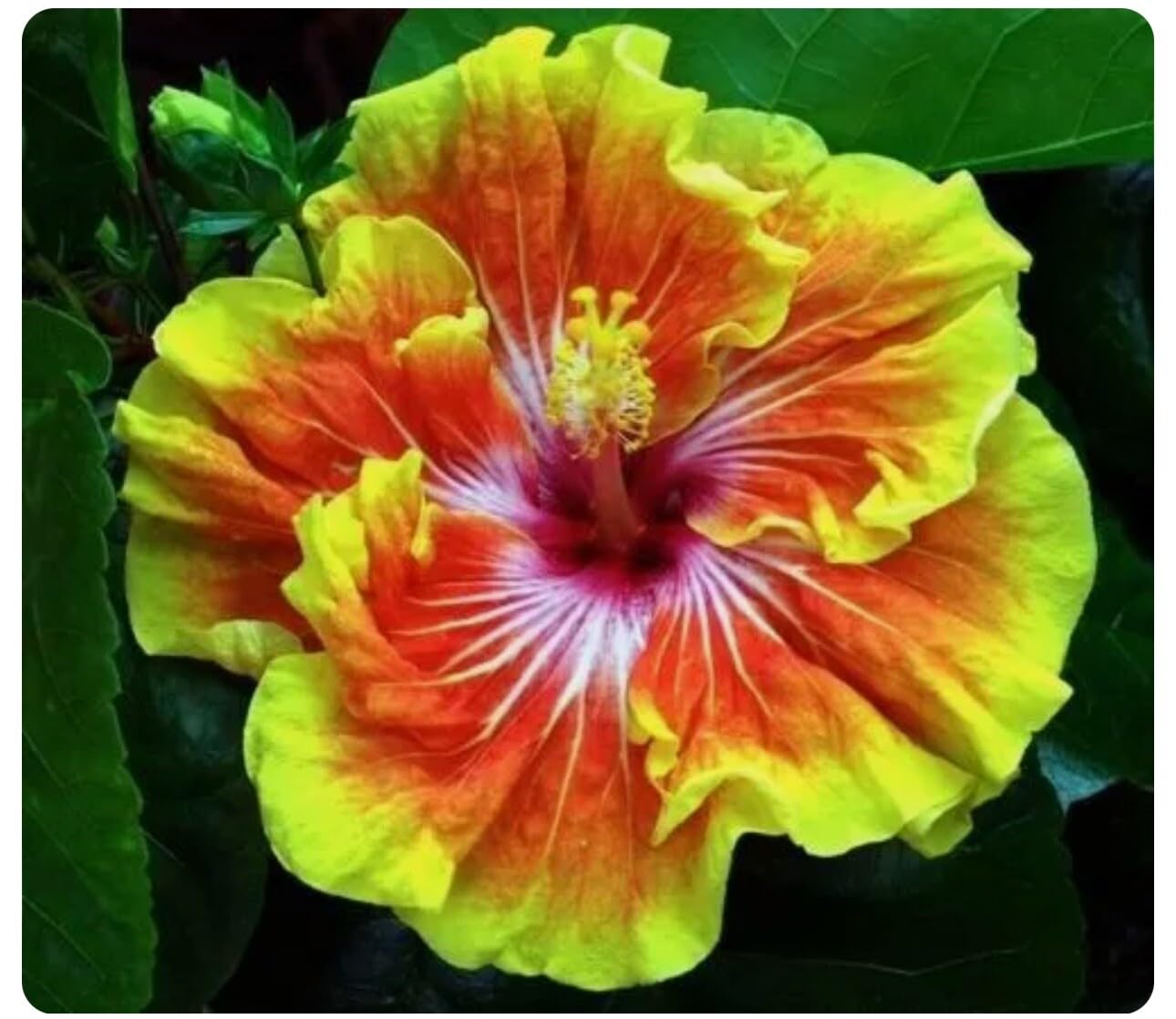 Live Plant - Small Rooted Exotic Tropical Hibiscus Starter Plant