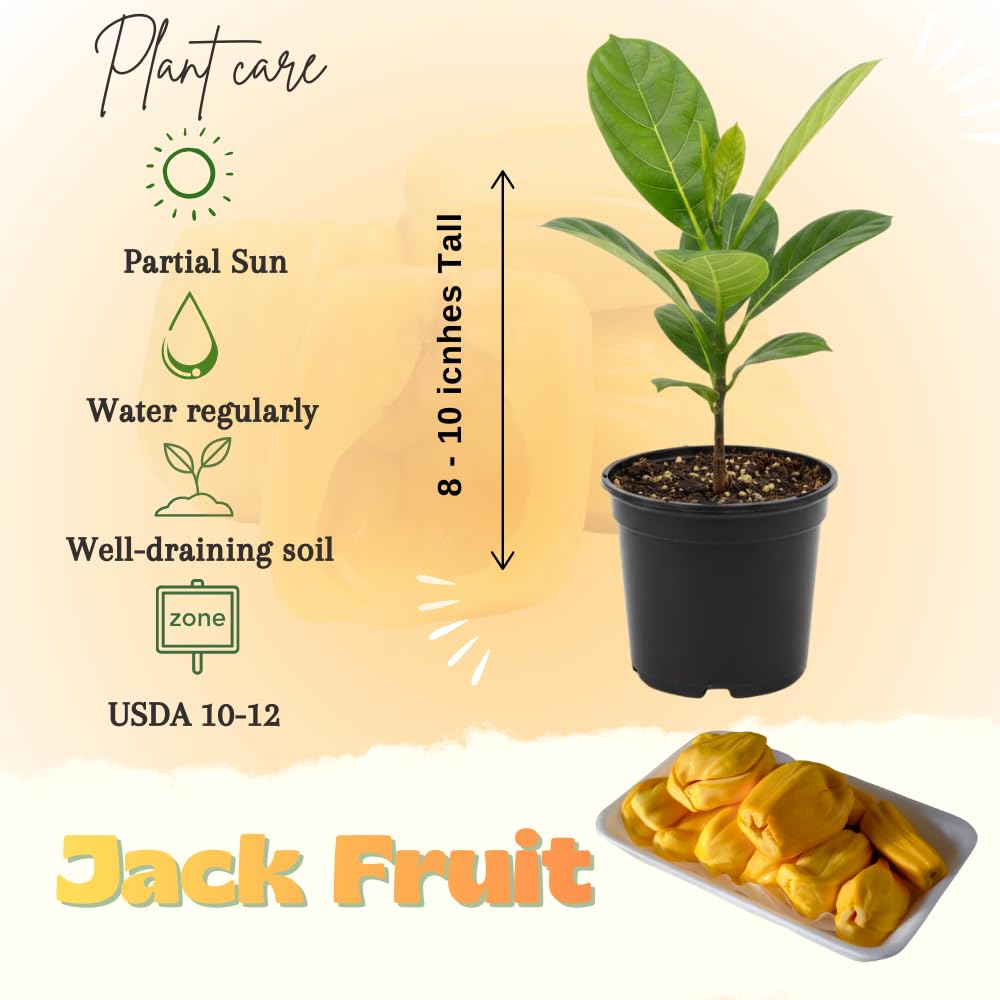 Jackfruit Live Plants, Jack Fruit Tropical Fruit Tree, Tropical Fruit Plant, 8-10 Inches in Height, 4 Inch Pot for Outdoor Planting