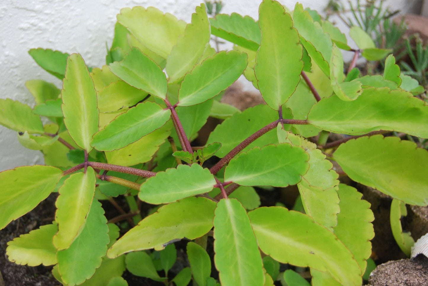 Color KALANCHOE PINNATA Miracle Leaf air (FF) Plants Bryophyllum Pinnatum 4" Plant , Succulent, Cactus