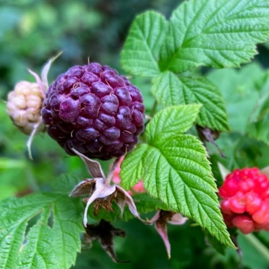 Set of 2 Raspberry Plants Live, Sweet Raspberry Bushes, 5-8 Inches Tall, Well-Rooted, Ready for Growing (Glencoe Raspberry)