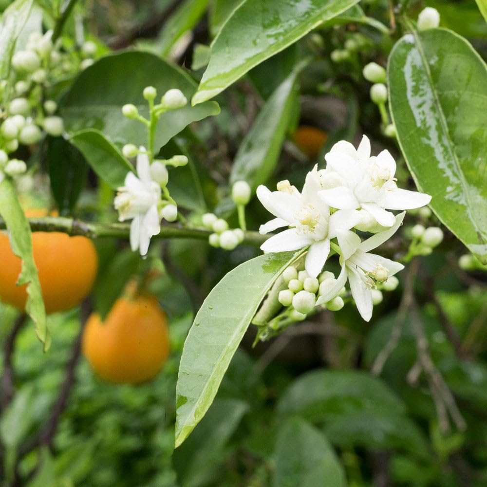 Brighter Blooms - Blood Orange Tree, 1-2 ft. - No Shipping to AK, AL, AZ, CA, FL, GA, HI, LA, MS, OR, TX