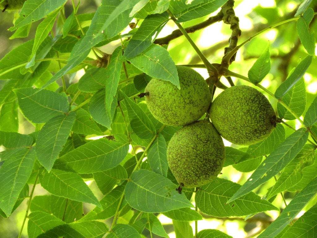 Black Walnut Tree 10-14" Tall Live Plant in a 4" Pot