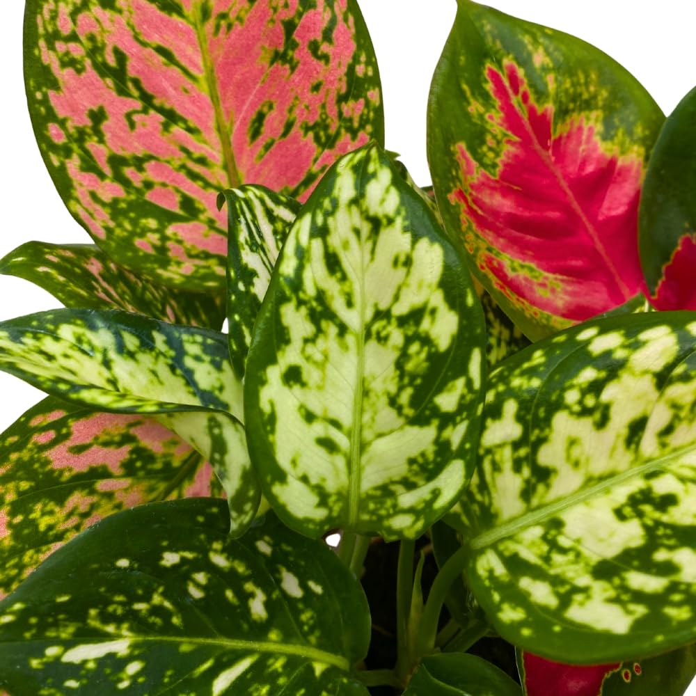 BubbleBlooms Aglaonema Assortment 2 inch Pots Set of 3 Chinese Evergreen