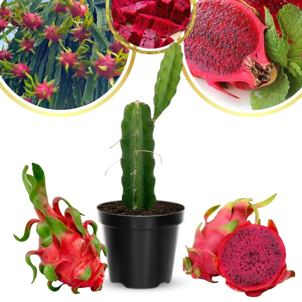 4" Red Dragon Fruit Live Plant, Tropical Dragon Fruit Live Plant in Pot, Tropical Tree for Planting Garden