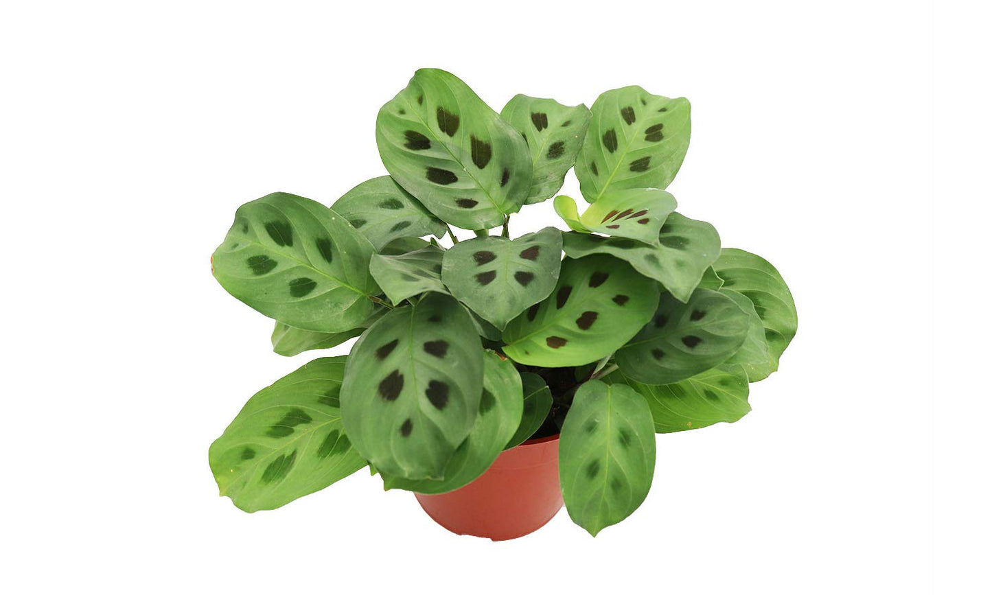 Green Maranta leuconeura ‘Kerchoveana’ - 4'' from California Tropicals