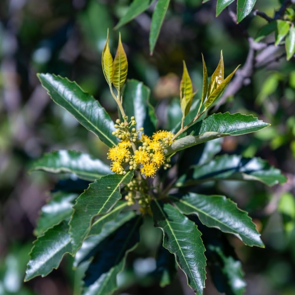 Live Spicebush Plant, Fragrant Plant, Low Maintenance, 8-12 Inches Tall in Quart Pot for Outdoor Planting