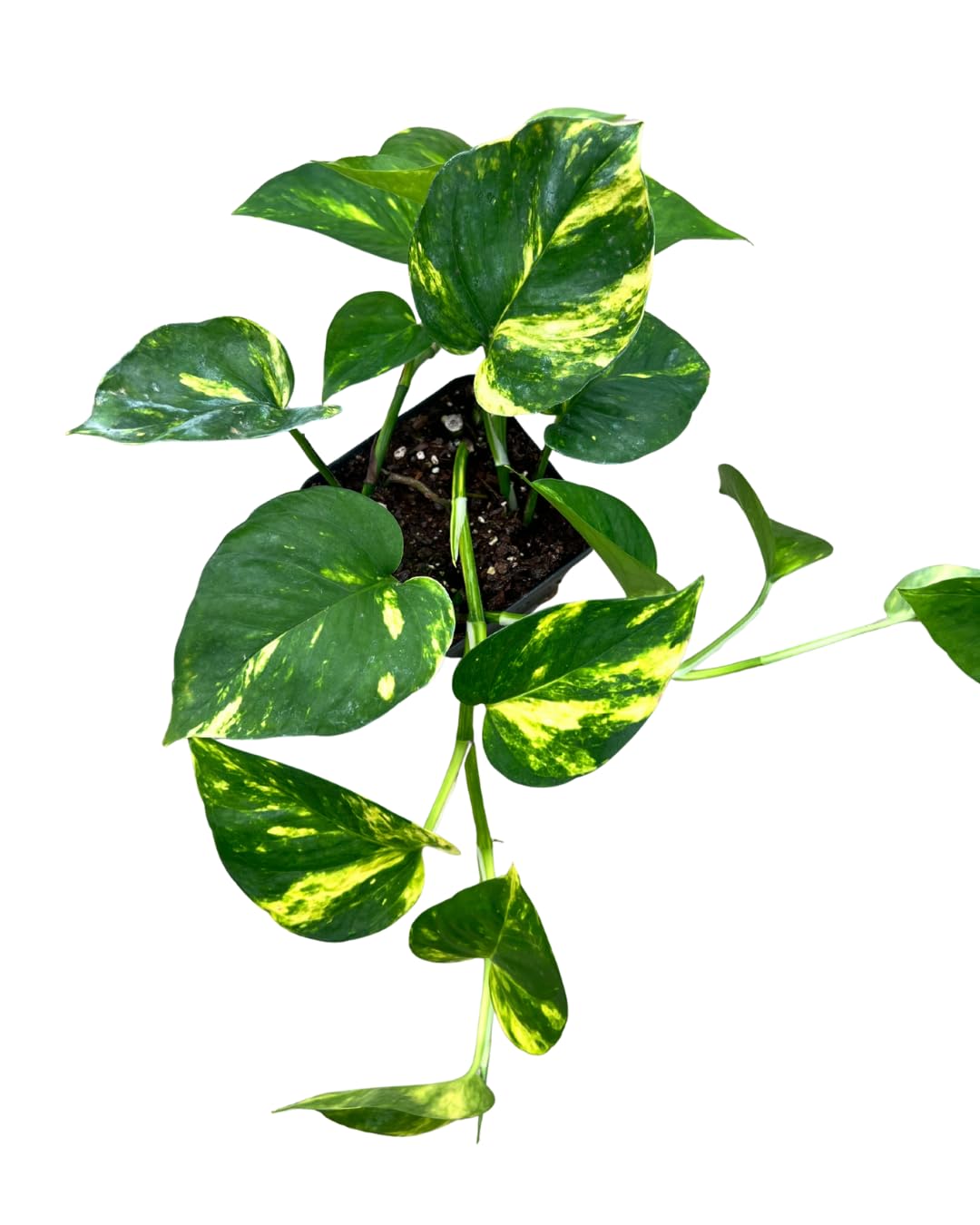 Golden Pothos Live House Plant – 4” Pot – Easy Care Indoor Plant – Air Purifying – Low Light Tolerant – Available in 1, 2, or 3-Pack (2)