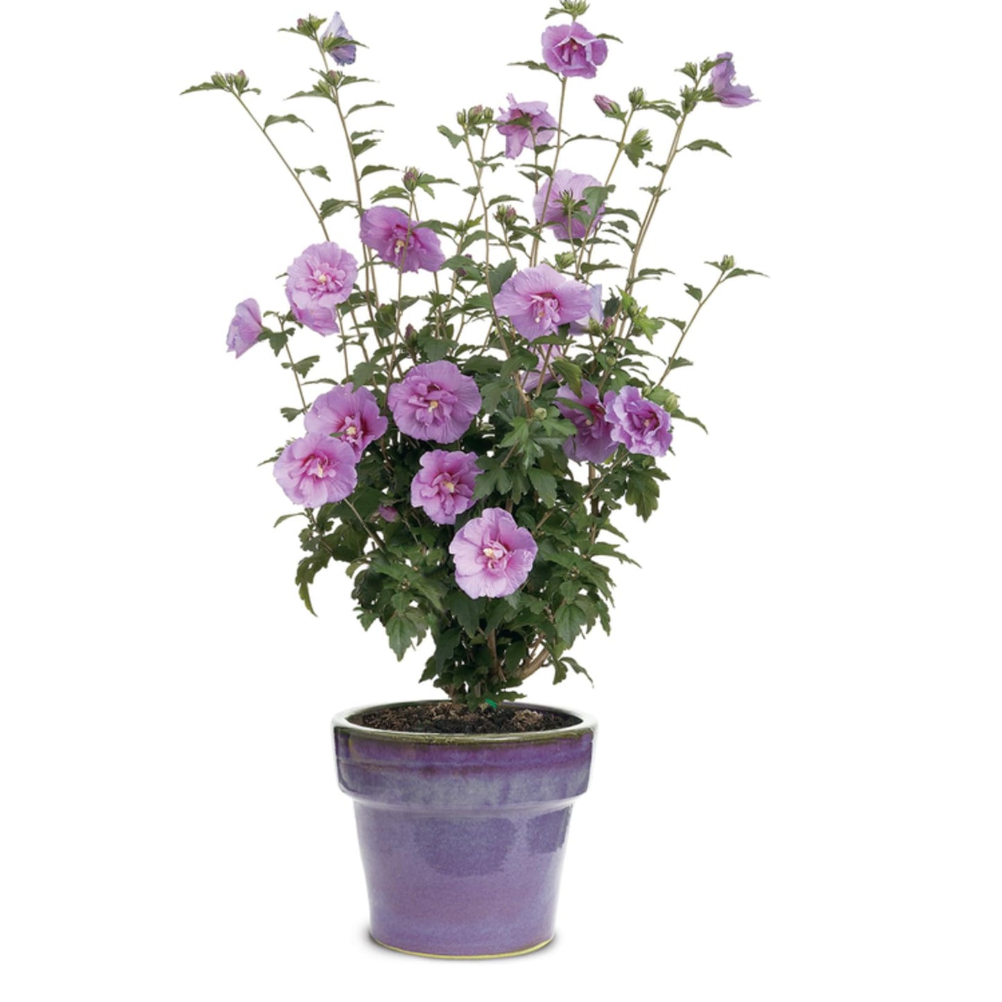 Proven Winners Dark Lavender Chiffon Rose of Sharon (Hibiscus syriacus) Live Plant, 4.5" Qt, 4 Pack