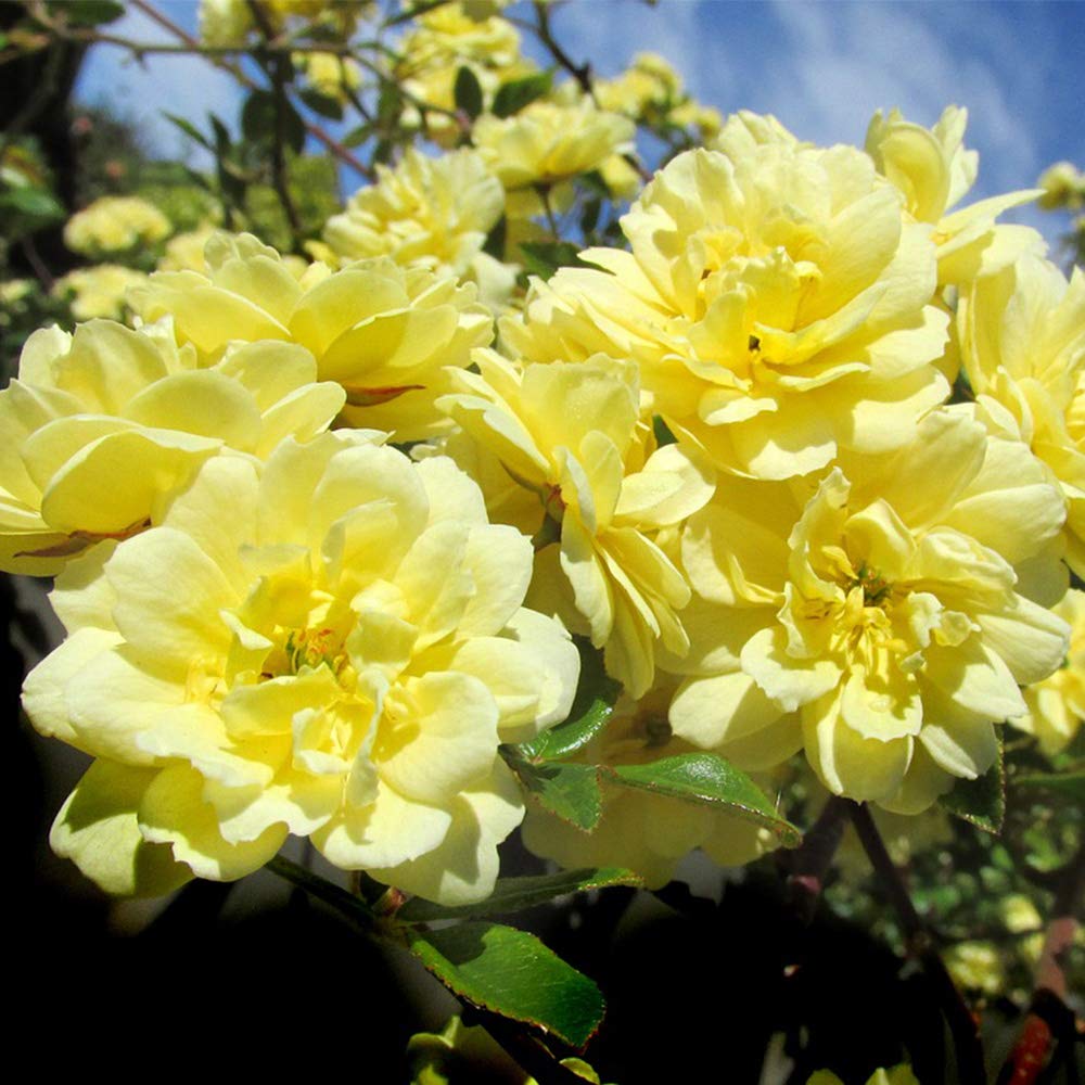 Heirloom Climbing Roses, Live Own Root Plant for Outdoor Garden, Lady Banks, Moderately Fragrant, Hardiness Zones 6-9, Once Blooming